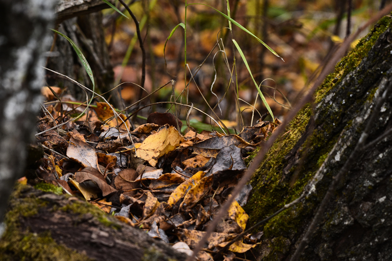 Leaves by Carson Kearns